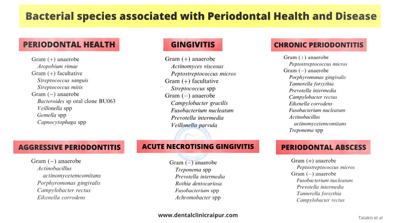 Periodontal bacteria in health and disease